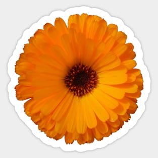 orange daisy Sticker